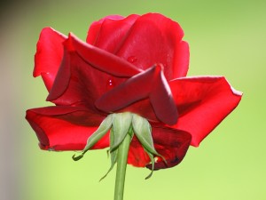 rote-rose-1024x768