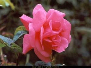 tea-rose-pink